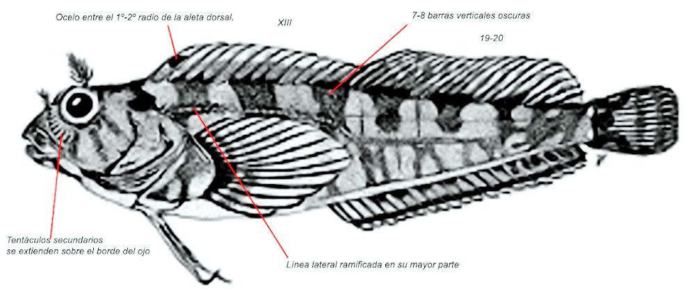 Parablennius ruber_01.jpg